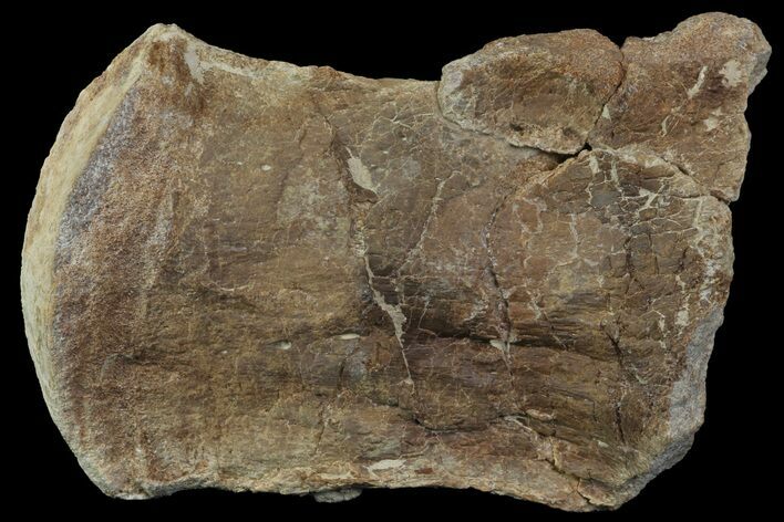 Bargain, Mosasaur (Platecarpus) Vertebra - Kansas #113055